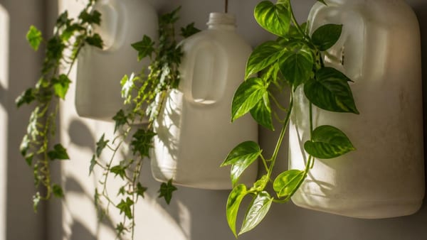 Transformez vos emballages en cache-pots créatifs grâce à une technique simple qui réduit vos déchets plastiques.