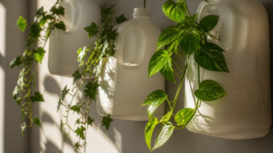 « Je les jetais sans y penser » : ces bidons de lait deviennent des pots de fleurs visage zéro déchet pour vos pothos et…