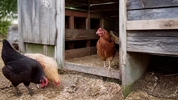 La désinfection du poulailler protège vos volailles des maladies et parasites. Découvrez quand et comment procéder ef…