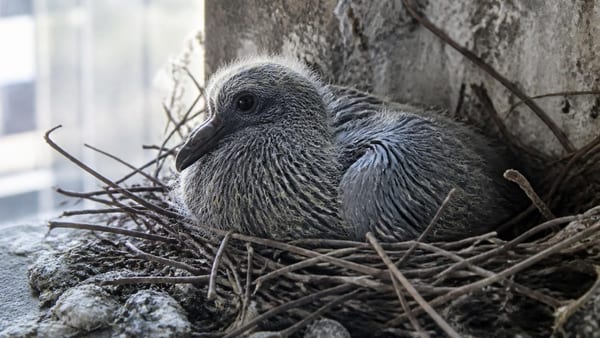 Comment s’appelle le bébé du pigeon ?
