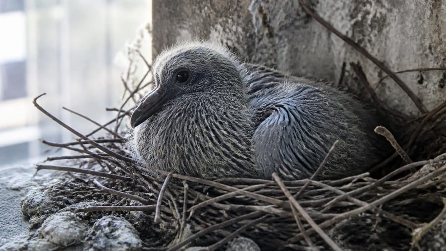 Comment s’appelle le bébé du pigeon ?