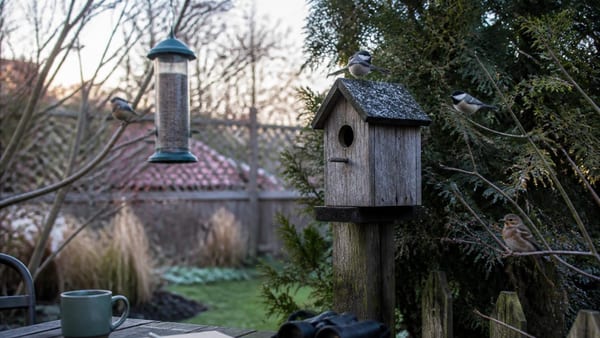 Une initiative citoyenne pour observer et recenser les espèces d'oiseaux qui fréquentent nos espaces verts.