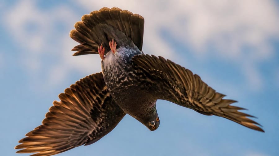 Qu'est-ce qu'un pigeon culbutant ? Cette capacité étonnante est-elle innée ou acquise ?